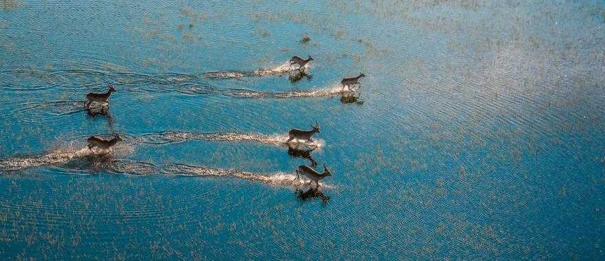 Antelopes running across flooded grasslands in the Okavango Delta, Botswana