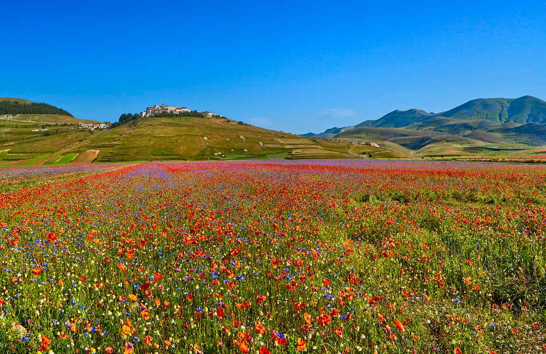 Wildflowers in Castelluccio di Norcia, Italy