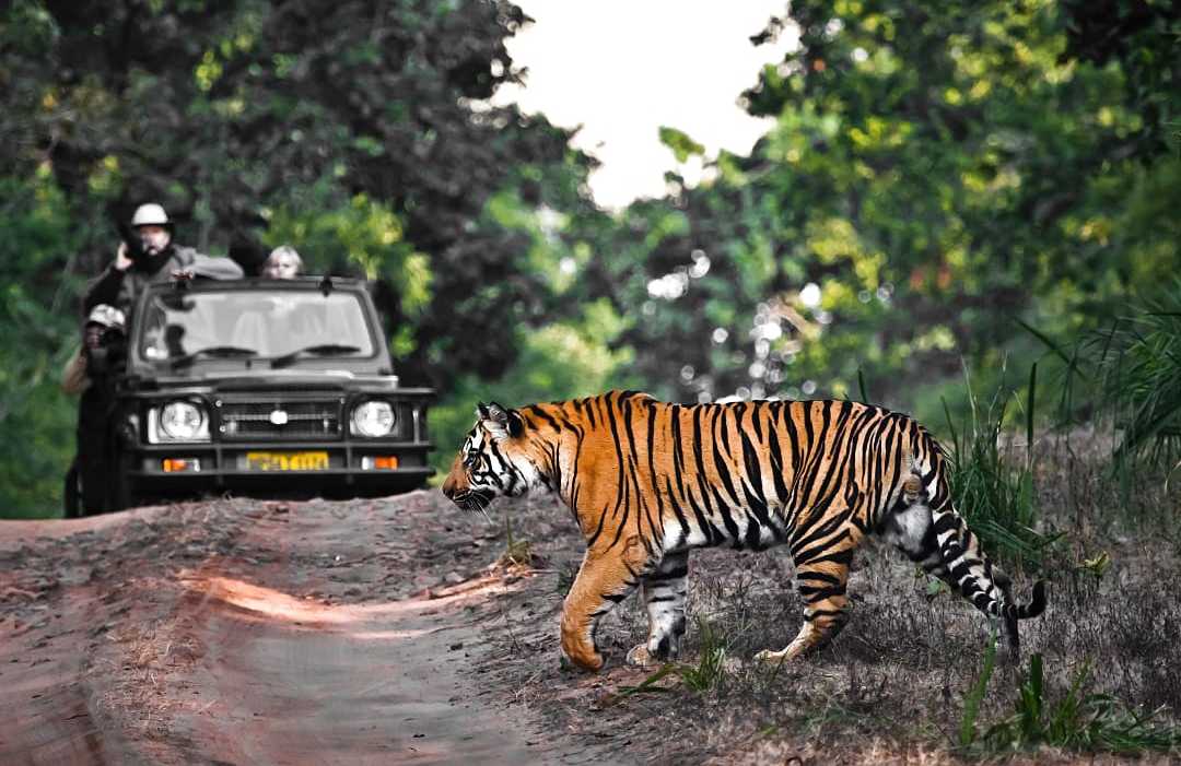 Bandhavgarh National Park, India Bengal tiger at Bandhavgarh National Park, India