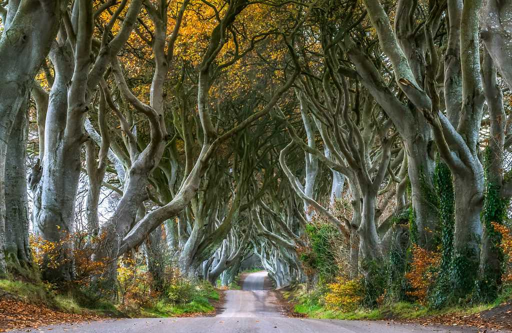 Road through the Dark Hedges in Northern, Ireland