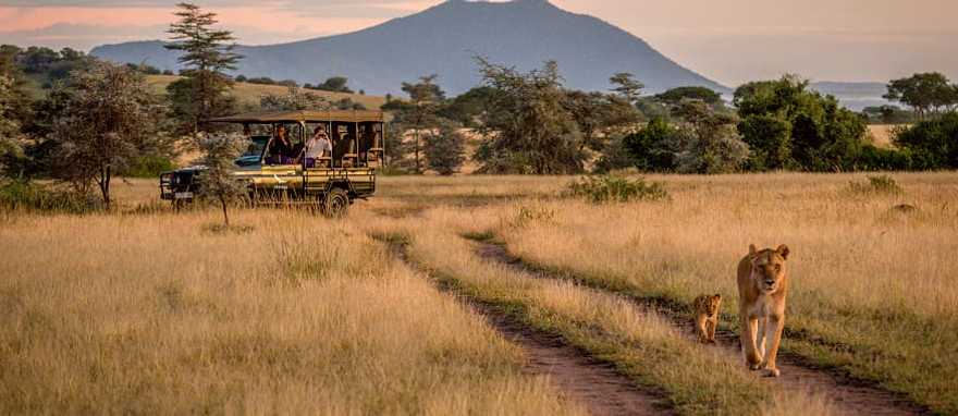 Couple on game drive observing lioness and cub in Serengeti National Park, Tanzania