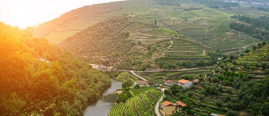 Vineyards in Douro Valley, Portugal