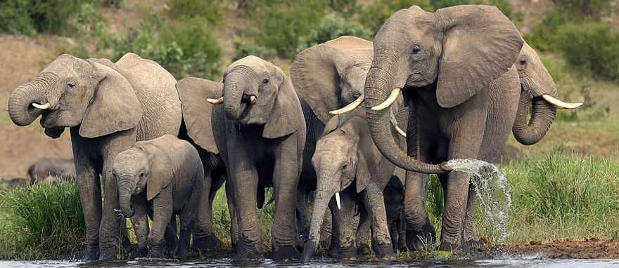 Elephant herd in Kruger National Park, South Africa