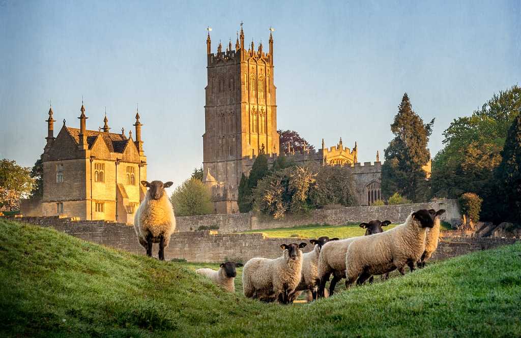 Sheep on hillside at Cotswold village, Chipping Campden in England, with Gothic architecture in the background