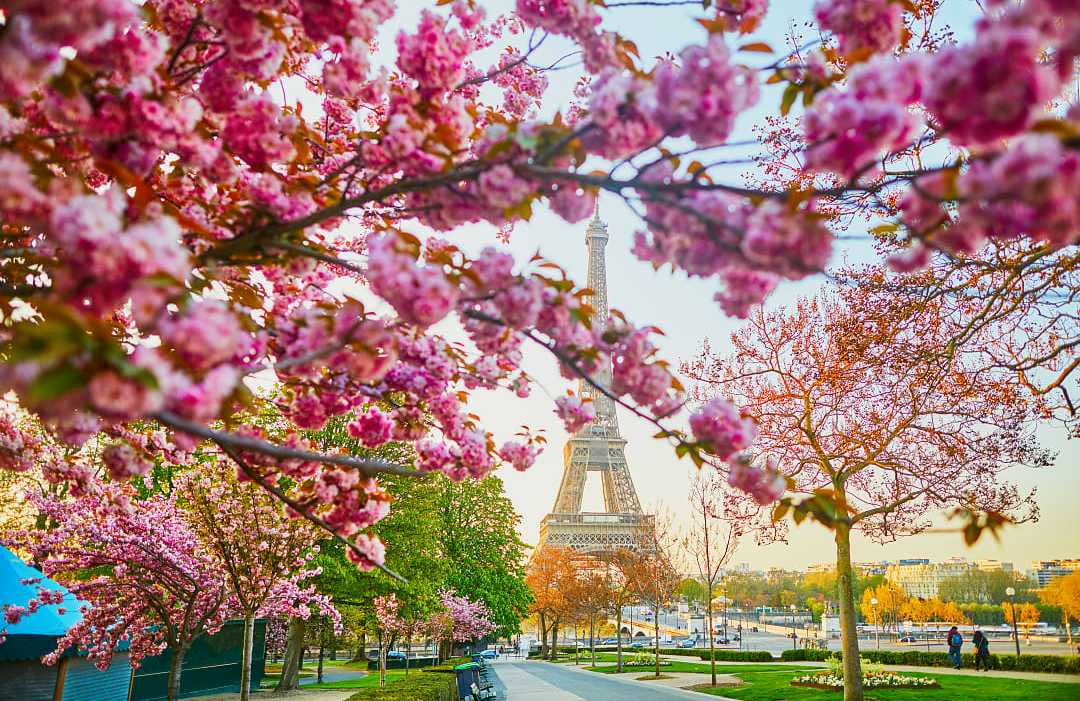 Cherry blossoms add a touch of pink to the Eiffel Tower