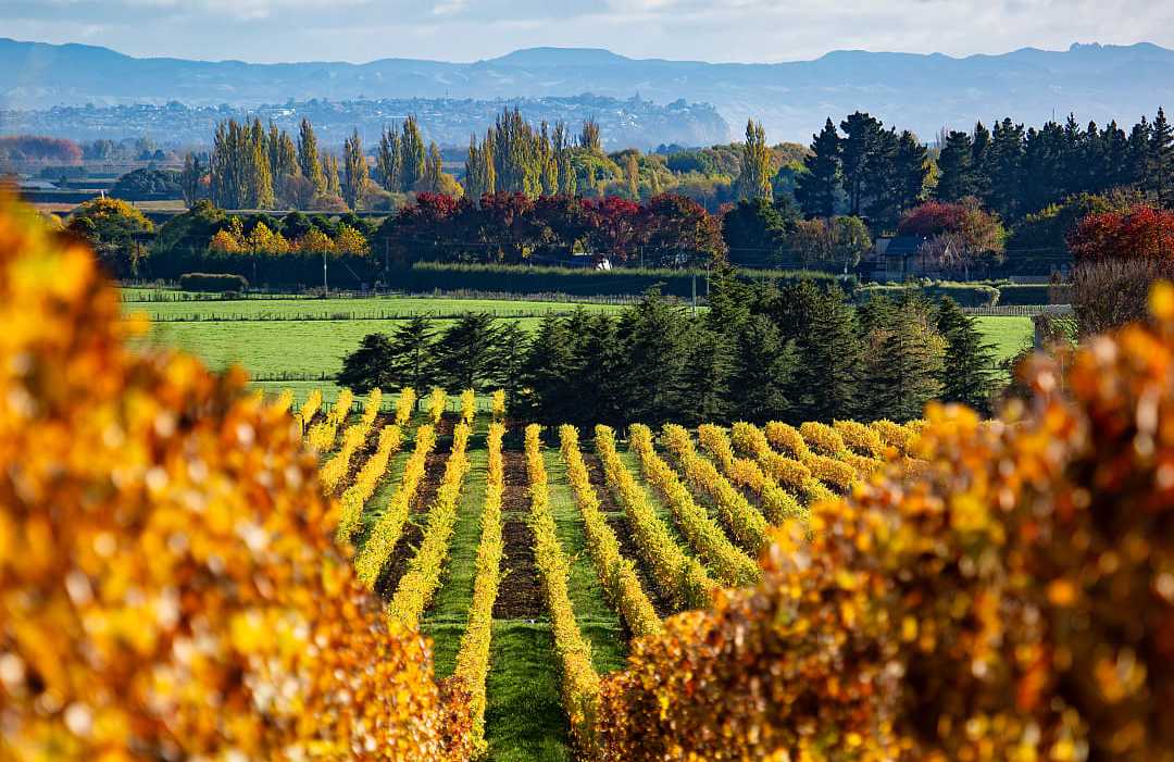 Lush vineyard rows stretch towards distant mountains under a partly cloudy sky in Hawke's Bay, New Zealand, capturing the region's scenic landscape and winemaking charm