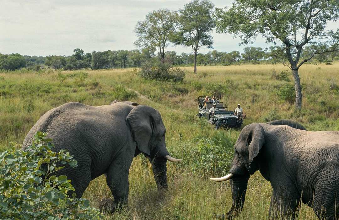 Kruger National Park, South Africa Two elephants walking through tall grass in a lush African savanna with a safari vehicle in the background, carrying tourists observing the wildlife