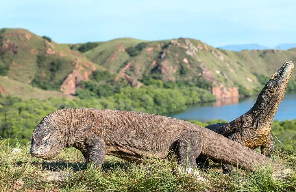 Komodo dragon, the biggest living lizard in the world, on Rinca Island, Indonesia.