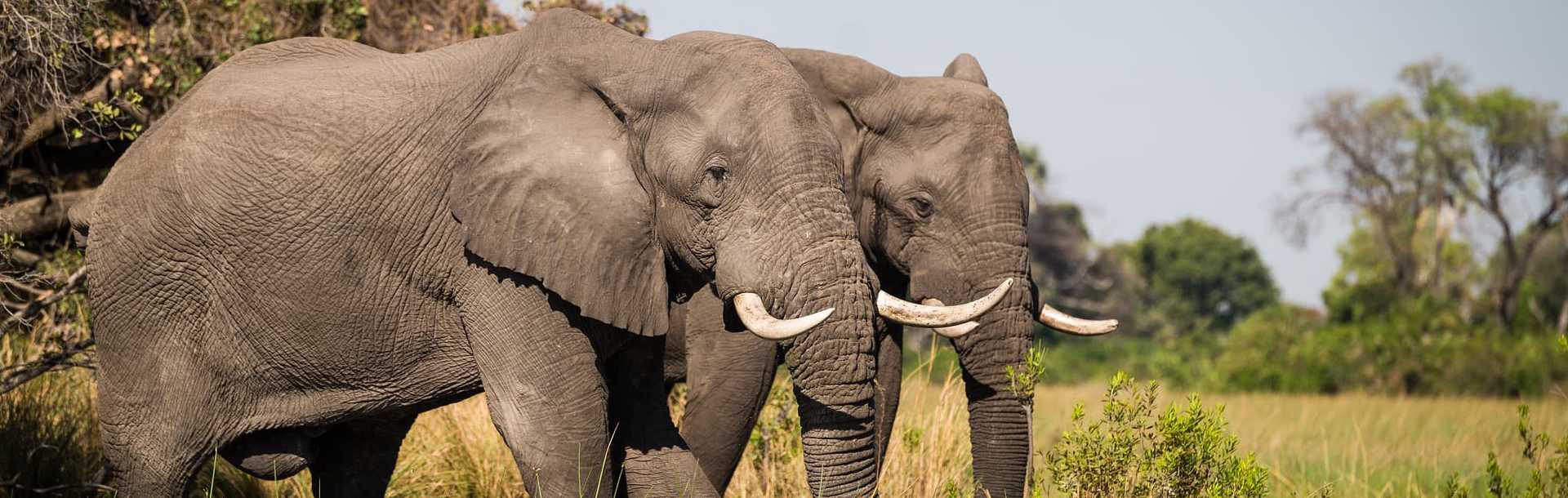 Elephants in the Okavango Delta, Botswana