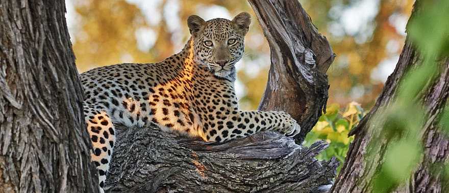 Chobe National Park, Botswana