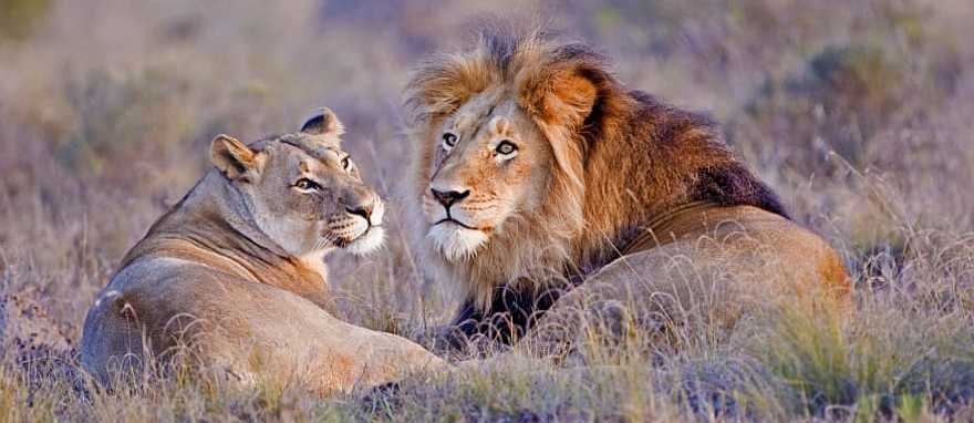 Lion couple lounging in African savanna Lion couple lounging in African savanna