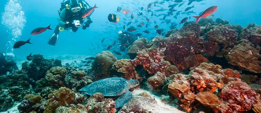 Scuba divers observing a sea turtle in the Galapagos Islands