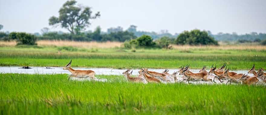 Okavango Delta, Botswana Lechwe running through the marshland in the Okavango Delta, Botswana