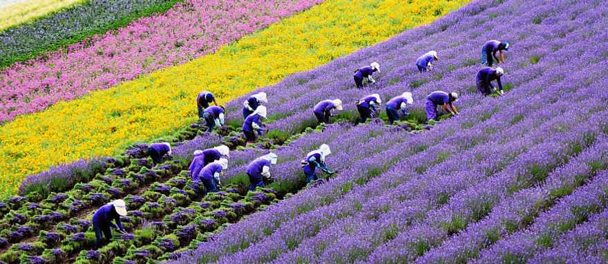 Flower farmer in Hokkaido, Japan Flower farmer in Hokkaido, Japan