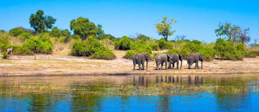 Elephants at a watering hole in Chobe National Park, Botswana Elephants at a watering hole in Chobe National Park, Botswana