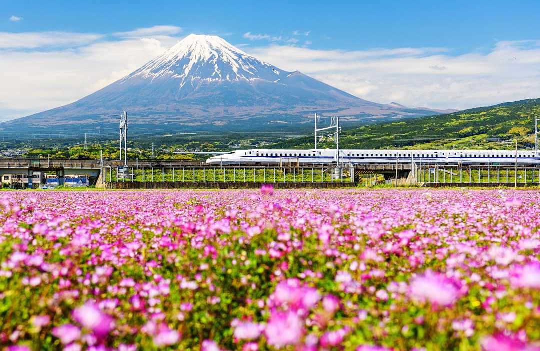 The Tokaido Shinkansen passing Mt Fuji in Japan Tokaido Shinkanzen, Japanese bullet train, passing Mt. Fuji with spring flowers in the foreground