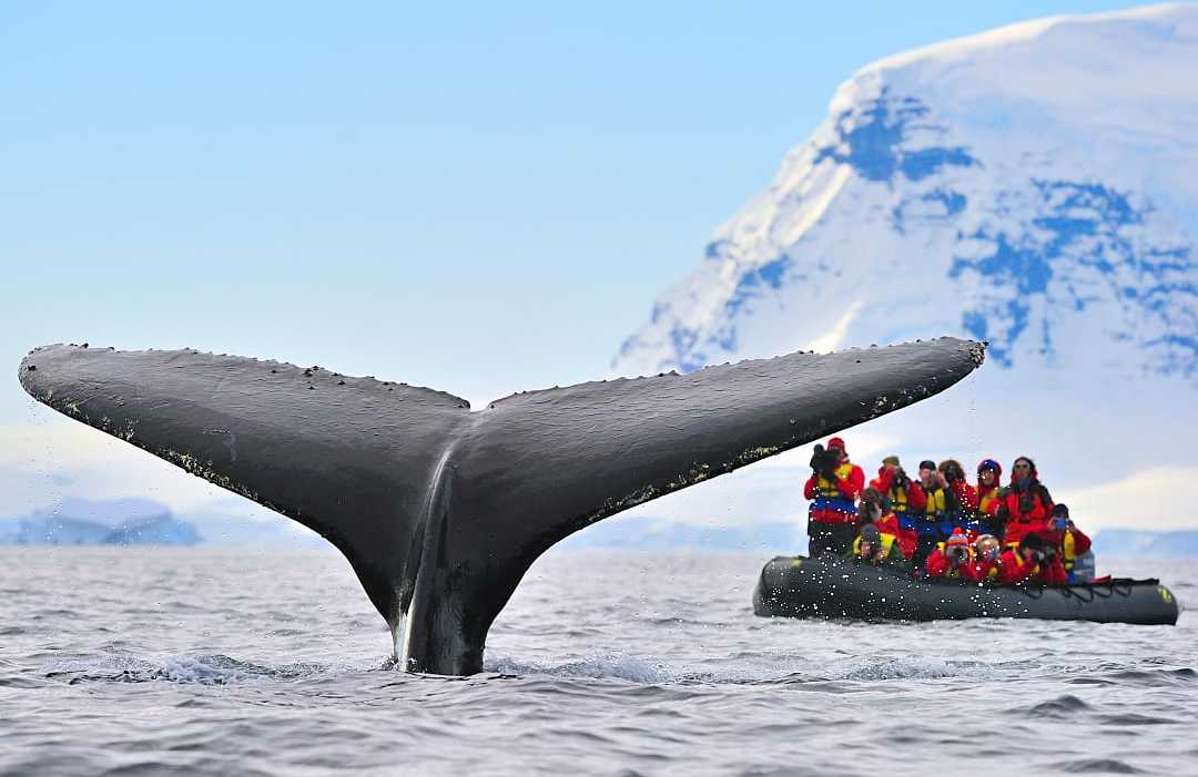 Tourist photographing a whale tale breaching the surface in Antarctica
