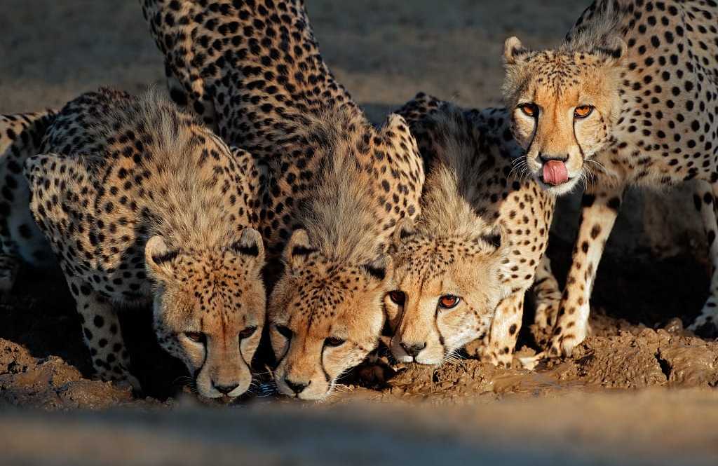 Cheetahs in the Kalahari Game Reserve, South Africa Cheetahs drinking at a watering hole in the Kalahri Desert, South Africa