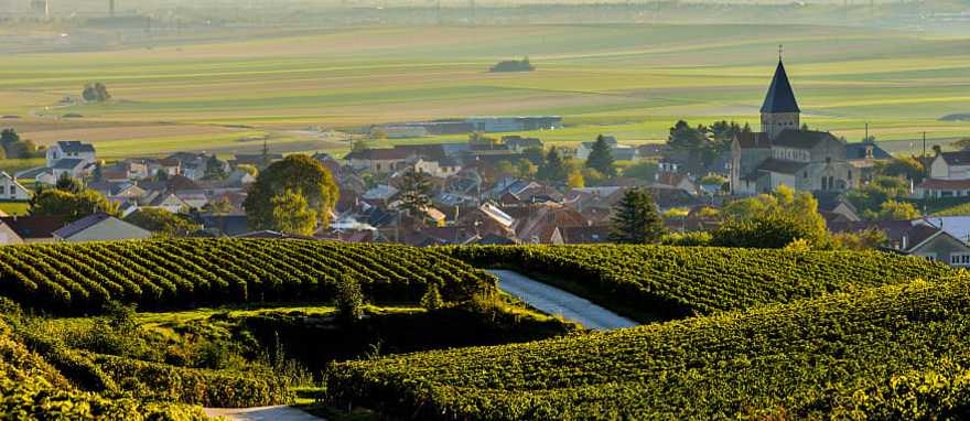 The prestigious vineyards of the Marne, nestled in the heart of the renowned Champagne region