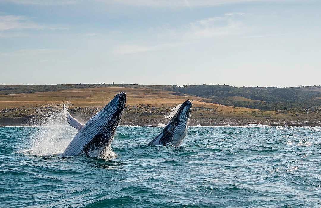 Two humback whales breaching off the Wild Coast in the Eastern Cape of South Africa
