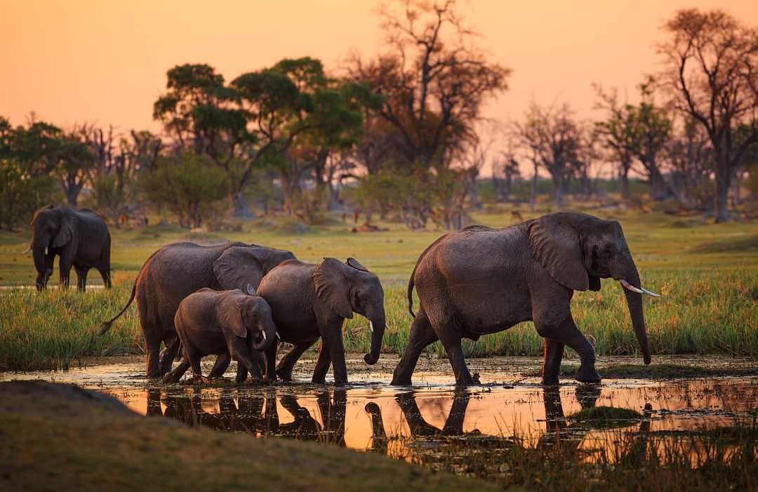 Elephants walking through water during sunset at the Moremi Game Reserve in the Okavango Delta, Botswana