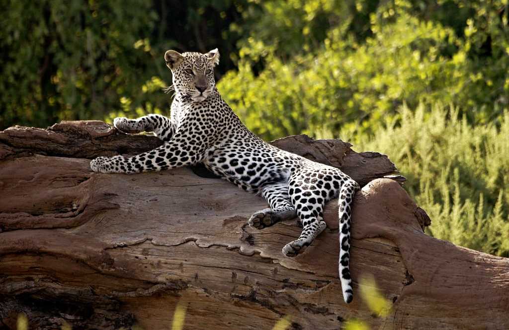 Leopard in Samburu National Park, Kenya