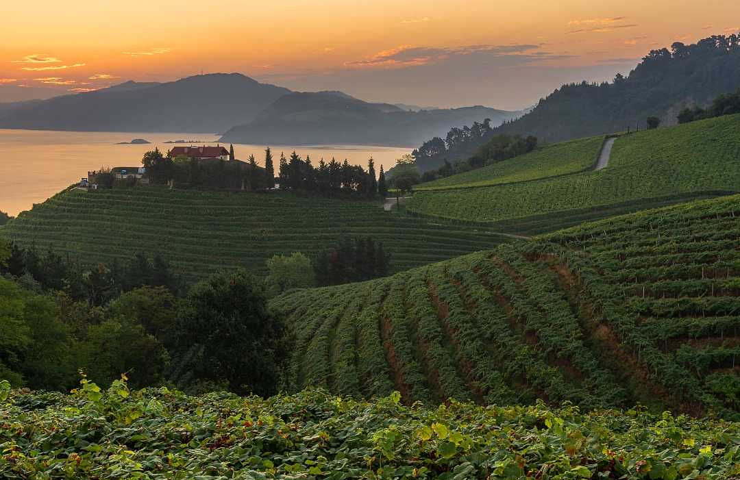 View of terraced vineyards overlooking the coast in the Basque Country, Spain.