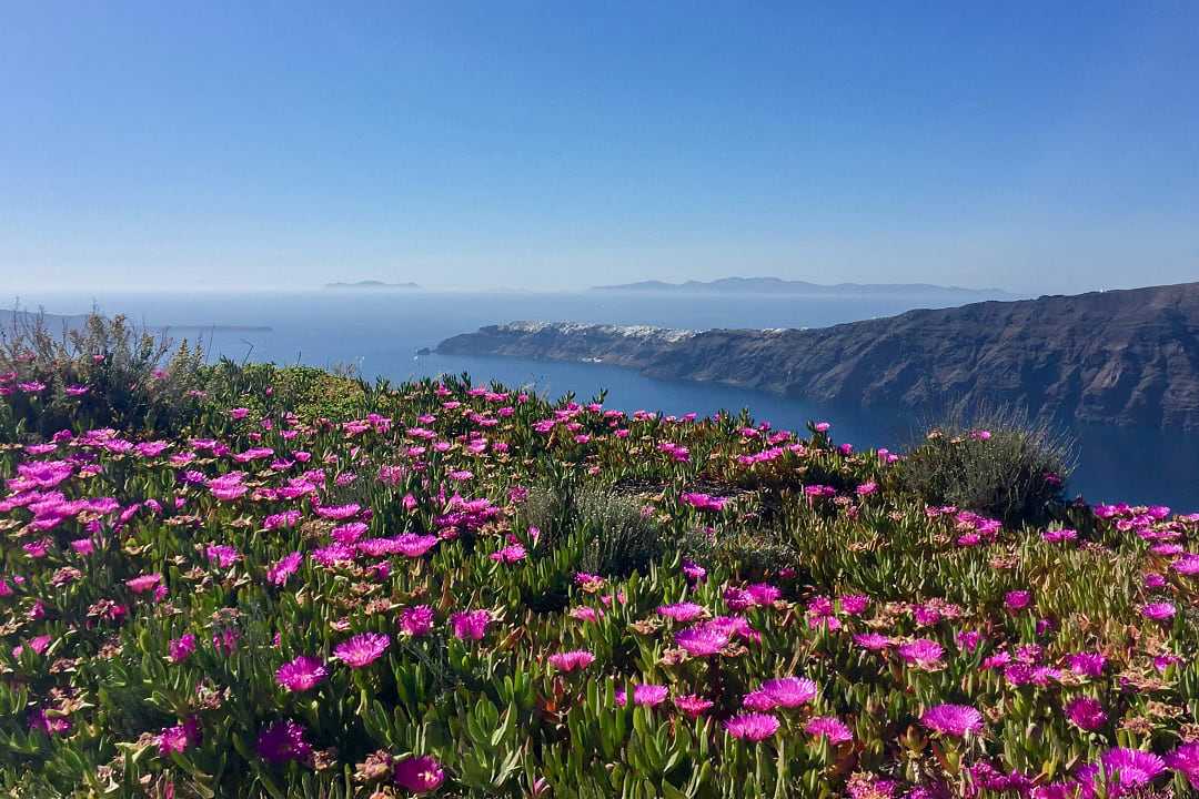 Wildflowers in Santorini, Greece