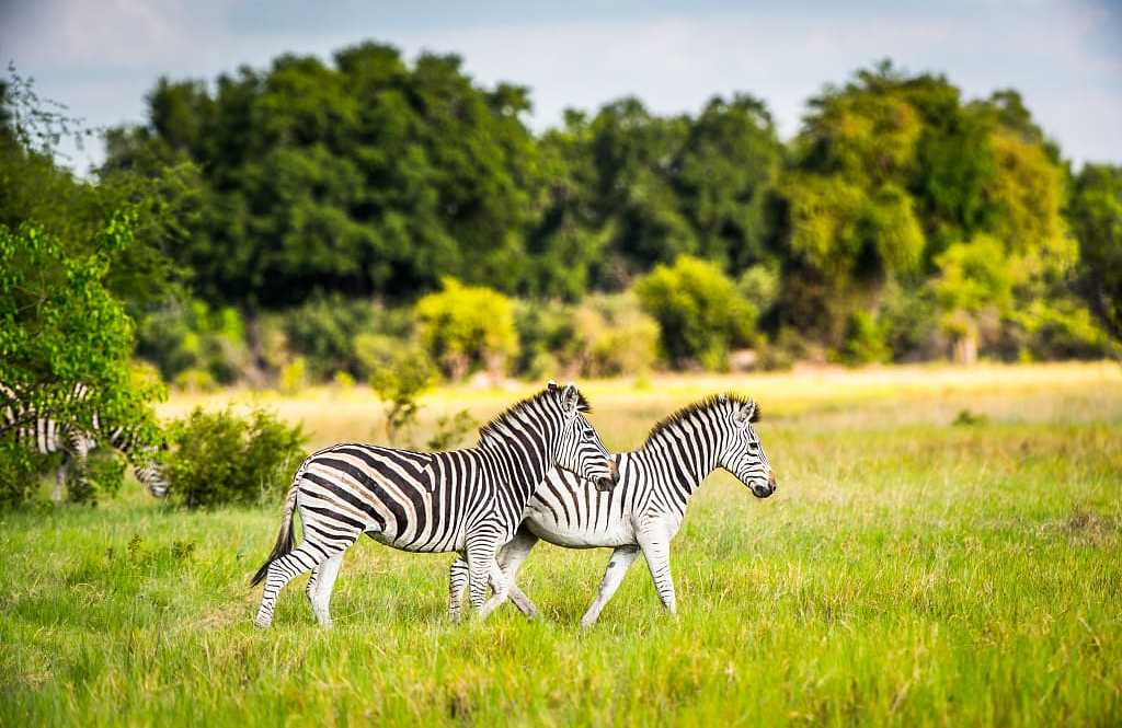 Zebras in the Okavango Delta, Botswana