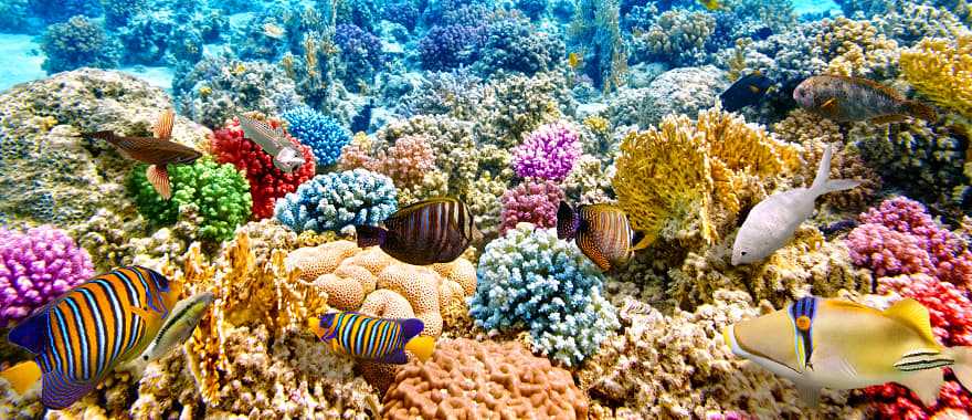 The Great Barrier Reef in Australia