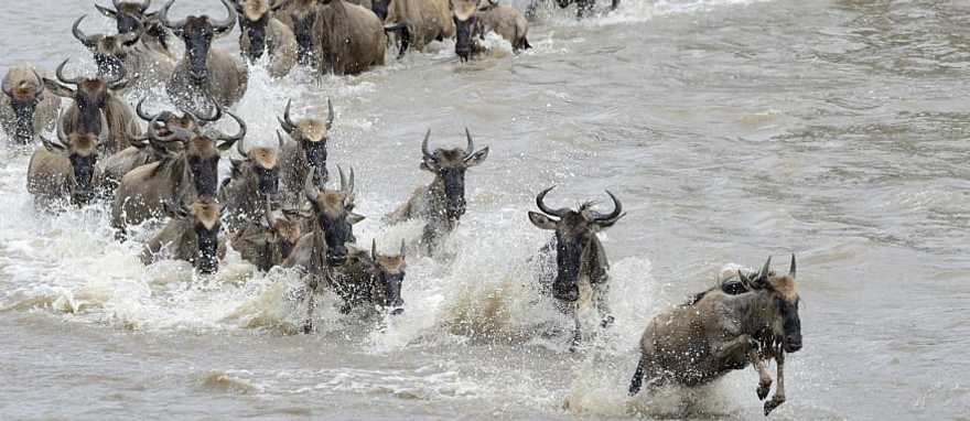Wildebeests crossing the Mara river in Tanzania Wildebeests crossing the Mara river in Tanzania