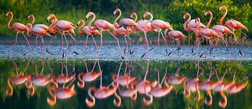 Flamingos standing in water with reflection