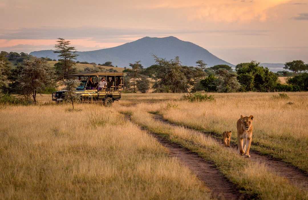 Lions walking near safari vehicle at sunset in Serengeti National Park, Tanzania