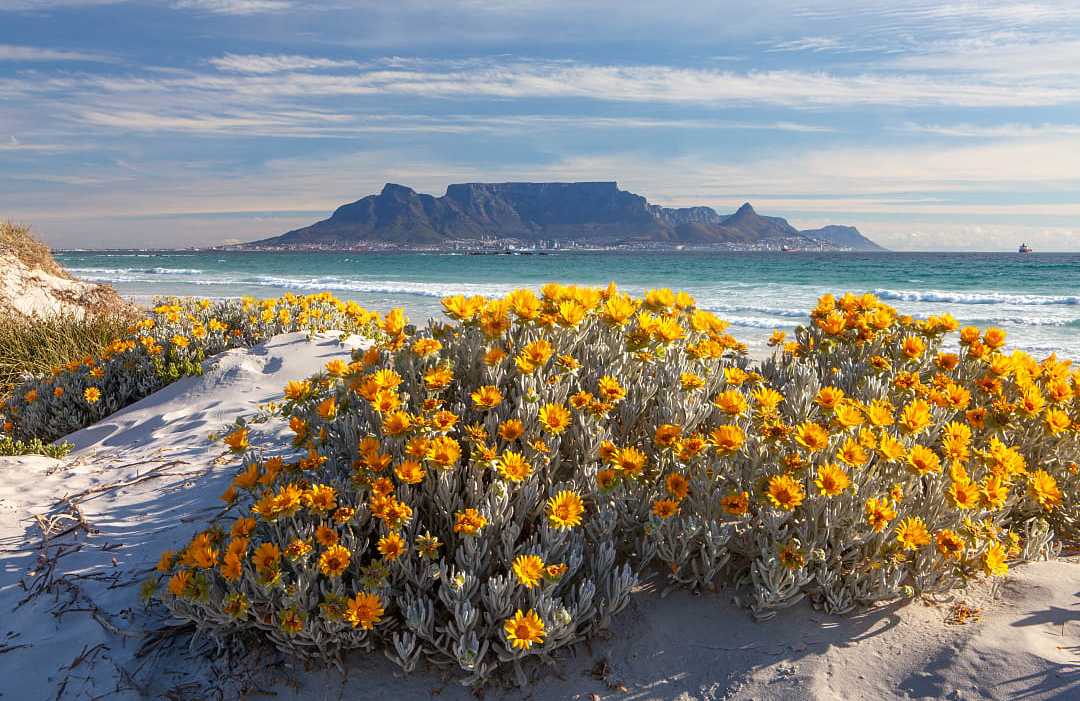 Cape Town, South Africa The blooming spring flowers along the coastline of South Africa, with Table Mountain in the background.