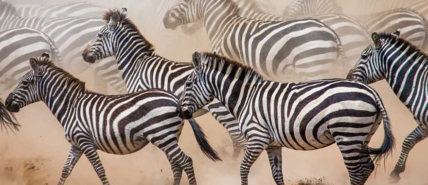 Zebras migrating in Africa Zebras migrating in Africa