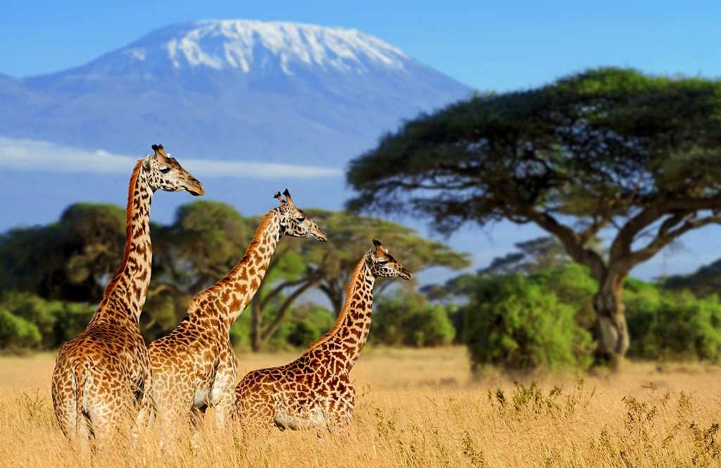 Giraffes in Kenya with Mount Kilimonjaro in the background