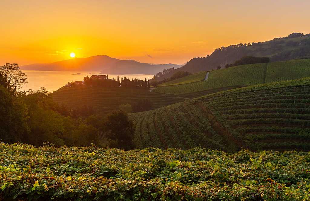 Vineyards at sunrise in Basque, Spain