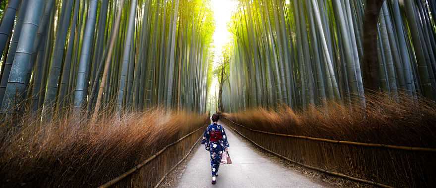 Arashiyama Bamboo Forest in Kyoto, Japan