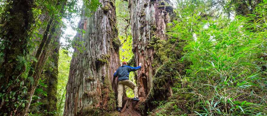 Hiking the verdant forests in Pumalin Park, Chile