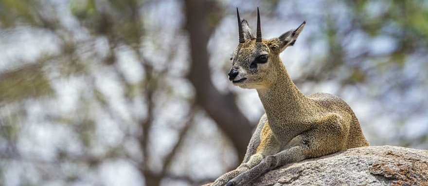 Klipspringer antelope resting  in Kruger National Park, South Africa