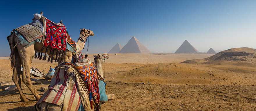 Camels rest before majestic pyramids on Egypt’s sunlit Giza Plateau.