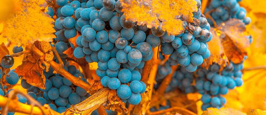 Vineyard in Mendoza, Argentina