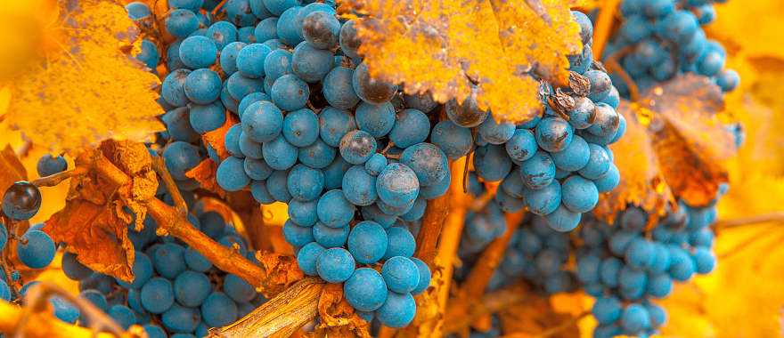 Vineyards in the Cafayate in Mendoza, Argentina