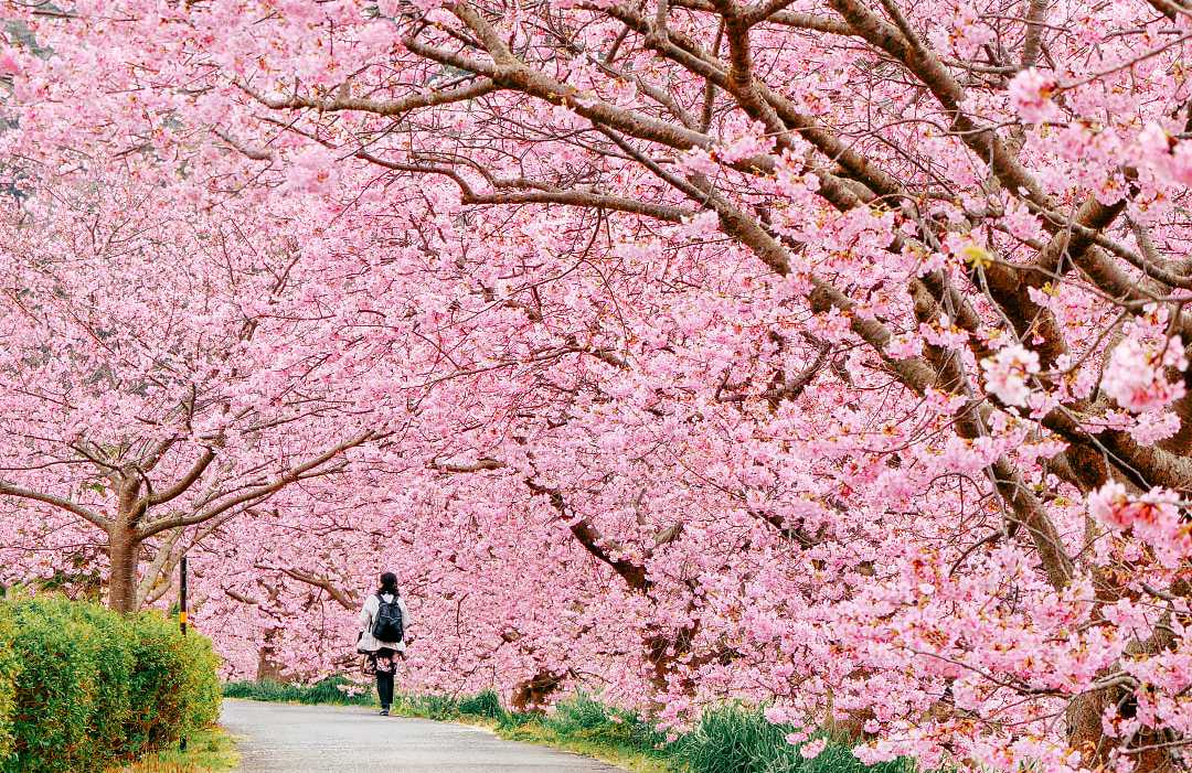 Woman walking through tunnel of cherry blossoms in Kawazu, Shizuoka