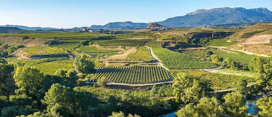 Vineyard in La Rioja, Spain