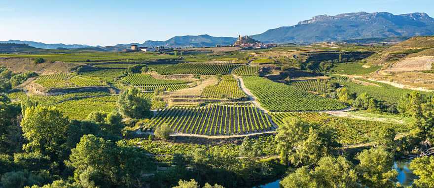 Vineyard in La Rioja, Spain