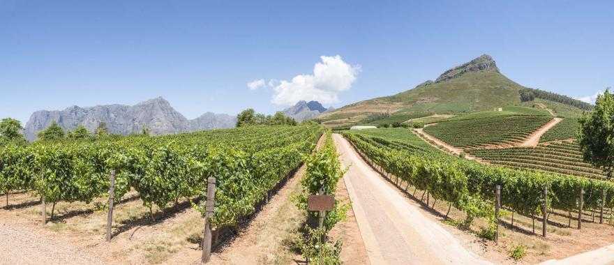 Vineyard in Cape Town, South Africa