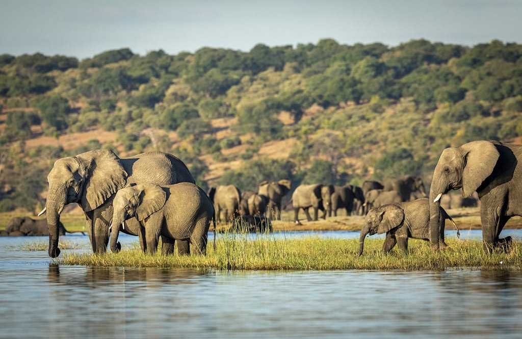 Chobe National Park, Botswana Herd of elephants along waterways of the Chobe River in Botswana
