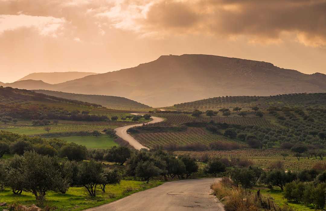 Olive groves and vineyards in Crete, Greece