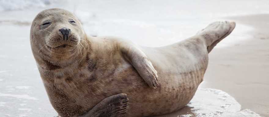 Sea lion on the beach.